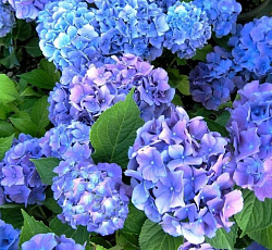 Гортензия (крупнолистная) - Бенелюкс
