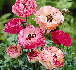 Лютик (азиатский) - Пикоти Пинк