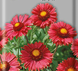 Гайлардия Бургунди