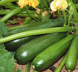 Кабачок Деликатес (цуккини)