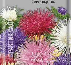 Астра Художественная Смесь окрасок