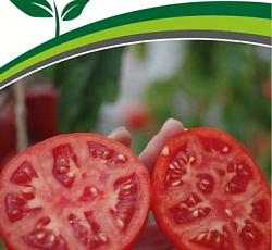 Томат Куртизанка F1