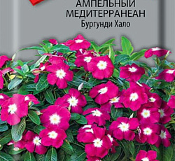 Катарантус ампельный Медитерранеан Бургунди Хало