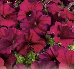 Петуния многоцветковая Селебрити F1 Бургунди 