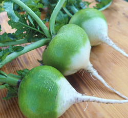 Редька китайская Лоба