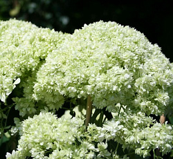 Гортензия (древовидная) - Дабл Анабель (Люкс)