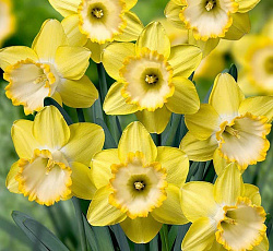 Нарцисс (крупнокорончатый) - Алексис Бьюти