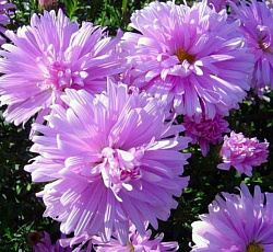 Астра (новобельгийская) - Фэллоушип