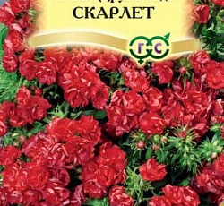 Флокс Друммонда Скарлет (элитный/махровый)