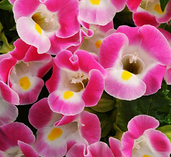 Торения Мармелад Клубничный