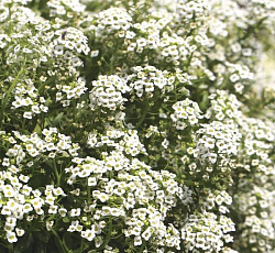 Лобулярия (алиссум) Кристалл Белый