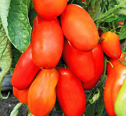 Томат Гулливер