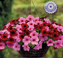 Петуния ампельная Изи Вейв Бриджит F1