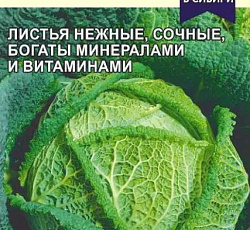 Капуста савойская Зеленое кружево