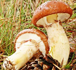 Масленок обыкновенный