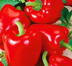 Перец сладкий Халиф F1