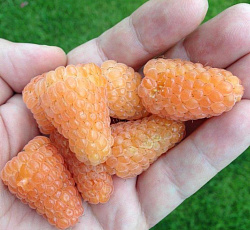 Малина (перспективная) - Желтый гигант