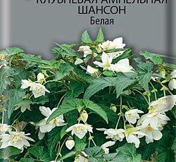 Бегония клубневая ампельная Шансон Белая
