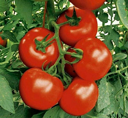 Томат Парниковый ультраскороспелый F1
