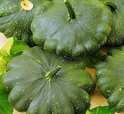 Патиссон Гоша