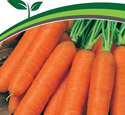 Морковь Краса севера F1