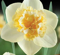 Нарцисс (махровый) - Арт Нуво (Люкс)