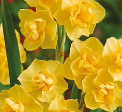 Нарцисс (Махровый) - Йеллоу Чирфулнесс