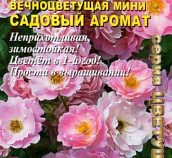 Роза Вечноцветущая Садовый аромат