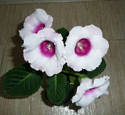 Глоксиния Аванти Светло-фиолетовая F1