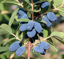 Жимолость - Хонеби (Люкс)