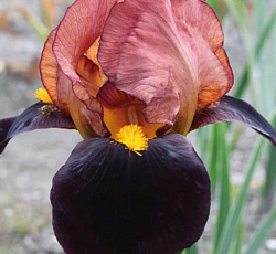 Ирис (бородатый) - Момаквин