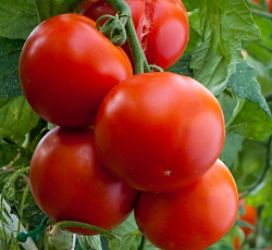 Томат Москвич