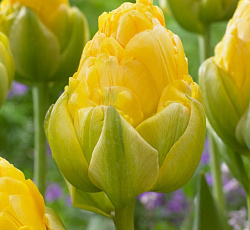 Тюльпан (Махровый поздний) - Ванилла Куп (Люкс)