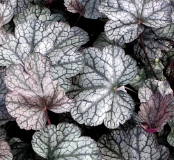 Гейхера (гибридная) - Марвелос Марбл Сильвер