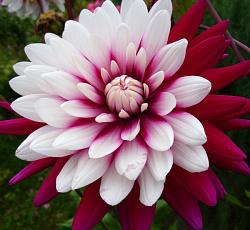 Георгина (декоративная) - Ребекказ Уорлд