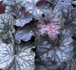 Гейхера (гибридная) - Вельвет Найт
