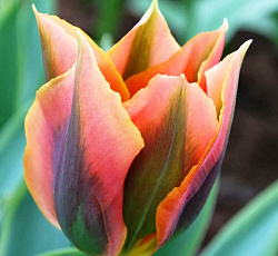 Тюльпан (Зеленоцветный) - Артист