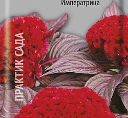 Целозия гребенчатая Императрица