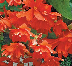 Бегония ампельная Эллада F1