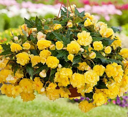 Бегония (каскад) - Одороса Йеллоу Флейм