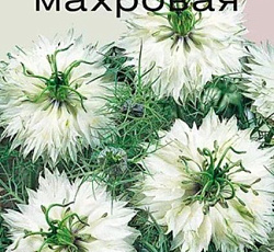 Нигелла Белая махровая
