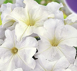 Петуния Лимбо белая F1 (крупноцветковая)