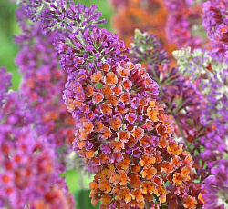 Буддлея Давида - Флауер Пауэр