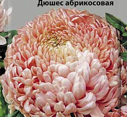 Астра Пионовидная Дюшес абрикосовая