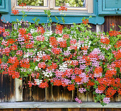 Пеларгония Ампельная Летний дождь