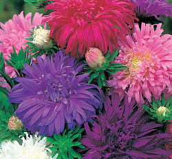 Астра Страусово перо Смесь окрасок