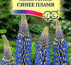 Люпин Синее пламя