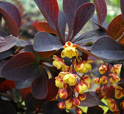 Барбарис (оттавский) - Суперба