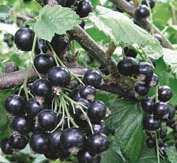 Смородина черная (перспективная) - Селеченская - 2