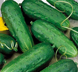 Огурец Закусочный